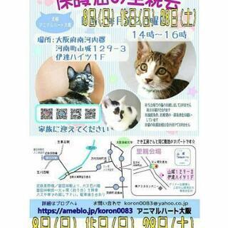 保護猫の里親会 