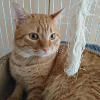茶トラ男の子