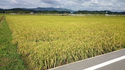 新年特価3割引 熊本有機農法竹炭米（ヒノヒカリ玄米30ｋ）31年間無農薬栽培