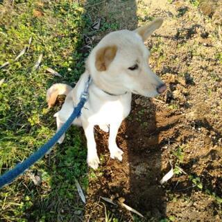 犬の里親様募集