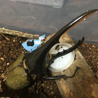 有名血統DHヘラクレス　♂1頭♂（ヘラクレスオオカブト）の幼虫の販売です ⚠️成虫ではありません！ 3令の幼虫です！の画像