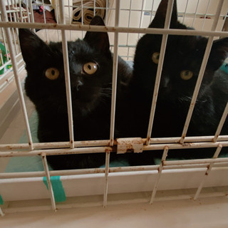 黒猫の兄弟です