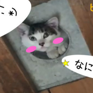 猫好き犬好きクラブ🐶
