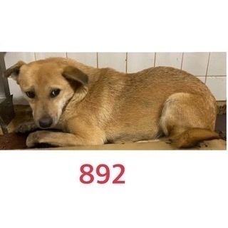 里親決定！有難うございました！🆘捕獲檻に入って保健所収容🐶怯えて...