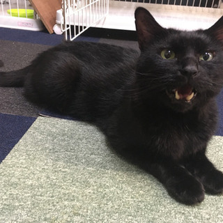 黒猫オスのリルの家族になってください。