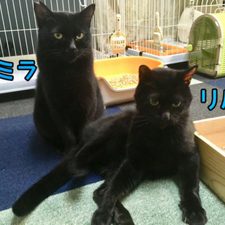 黒猫オスのリルの家族になってください。 - 中野区