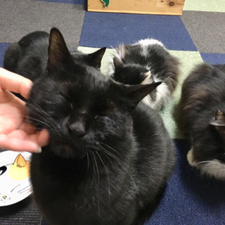 黒猫オスのリルの家族になってください。 - 猫