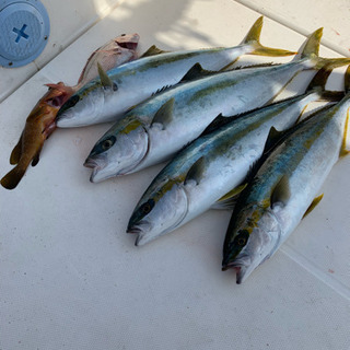 🎣釣りに興味ある方