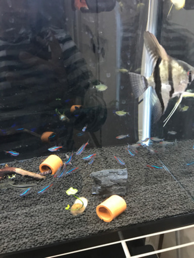 熱帯魚色々