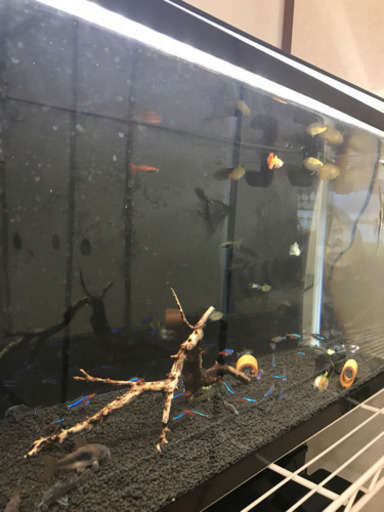 熱帯魚色々