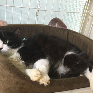 白黒半長毛のカリラの家族になってください