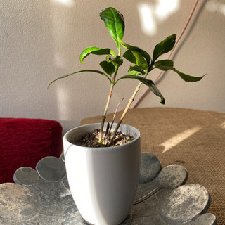 【大輪種】八重咲クチナシ苗【¥300】の画像