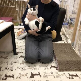 奄美の猫を救いたい❗白黒男子♪ホノホシ君