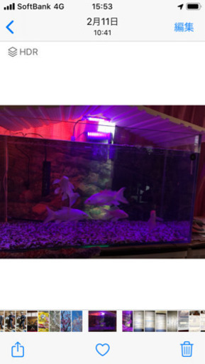 ヒレなが鯉5匹水槽込み