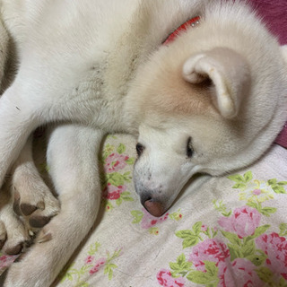 秋田犬の１歳半年★緊急大募集中