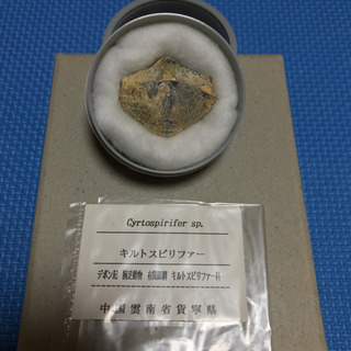 キルトスピリファー 化石