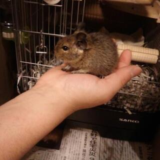 生後1ヶ月♀デグーちゃん