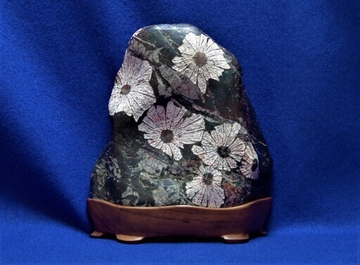 【銘　嵯峨野】岐阜県本巣市根尾谷産 菊花石 磨き石 　赤花　重量3.6㎏ 鑑賞石 水石 鉱石標本