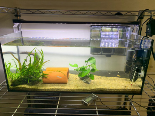 600スリム水槽フルセット