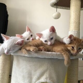 もうすぐ5か月の子猫4匹と親1歳2か月の里親さん募集中