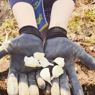 【印西】12/15（日）　子供も一緒に農作業🍅