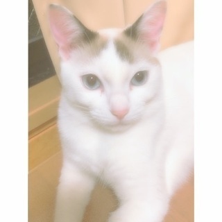 里親さん募集してます