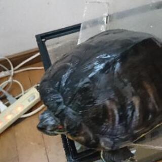 カメの里親募集します