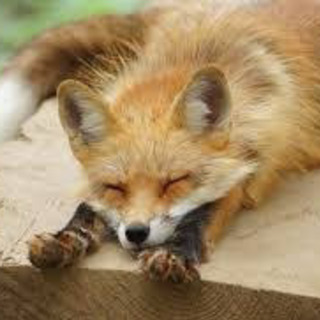 ✨✨🦊コンコンっ‼️🦊✨✨キツネ可愛い‼️キツネlove‼️キツ...