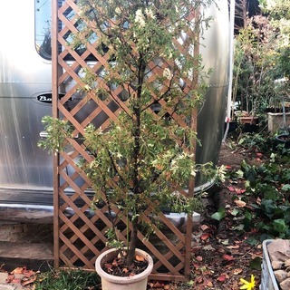 斑入りカイヅカ1.7m鉢植え ツリー代わりにどうぞ～