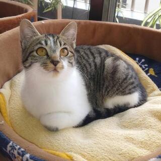 キジ白♀3ヶ月半里親様決定しました。 - 猫