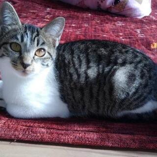 キジ白♀3ヶ月半里親様決定しました。 − 神奈川県