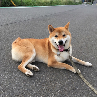 3歳柴犬♂里親募集しております