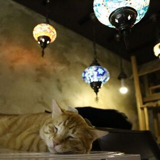 【募集停止中】猫カフェ行けそうな方♪