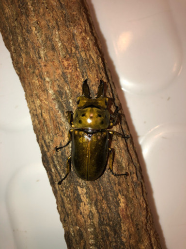 ババオウゴンオニクワガタ 新成虫 クリスマス限定価格 トリプル ♂♂♀