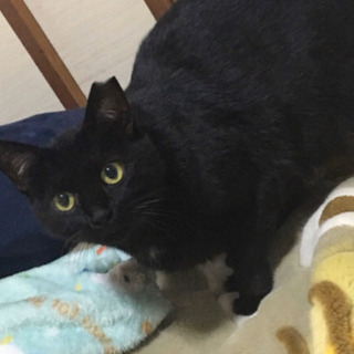 江戸屋敷近郊で猫のボラさん餌やりさんいませんか？