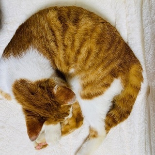 里親様、お探し猫ちゃん
