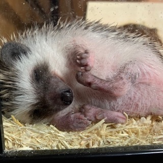 ハリネズミベビー🦔の画像