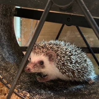 ハリネズミベビー🦔 - その他