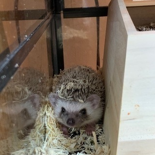 ハリネズミベビー🦔 - 桐生市