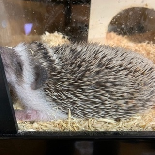 ハリネズミベビー🦔 − 群馬県