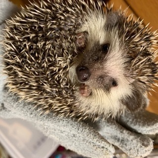 ハリネズミベビー🦔 - 里親募集