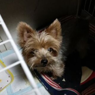 切実に探しております