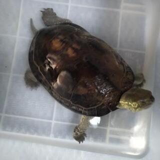 クサガメ 推定15歳
