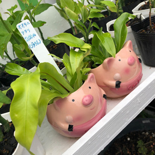 ブタさんオオタニワタリ