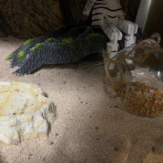 ヒョウモントカゲモドキ