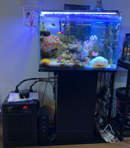 海水魚　アクアリウム　生態　サンゴ  水槽　一式