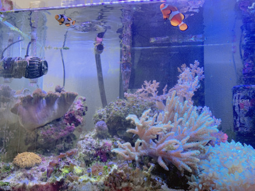 海水魚　アクアリウム　生態　サンゴ  水槽　一式