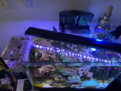 海水魚　アクアリウム　生態　サンゴ  水槽　一式
