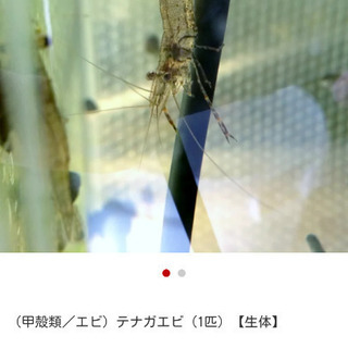 観賞用(手長エビ1匹30円～)☆サイズにて価格変動☆  の画像