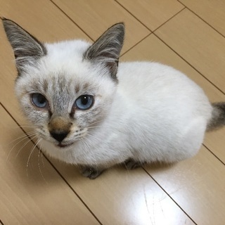 【正式譲渡になりました】生後8ヶ月のシャムミックス❤️女の子